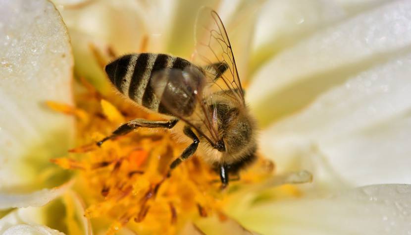 Honig, Bienen und ein Herz für Lebkuchen!