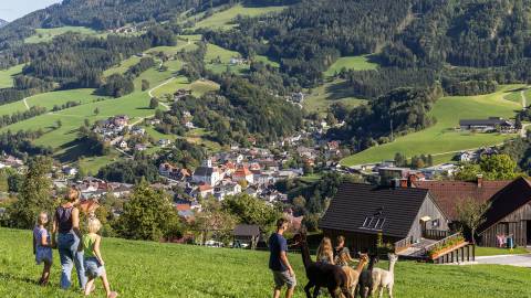 Alpaka Erlebnis in Ybbsitz