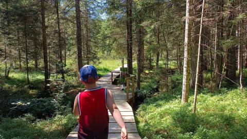 Die 11 schönsten Ausflugsziele mit Kindern in der Nähe von Waidhofen