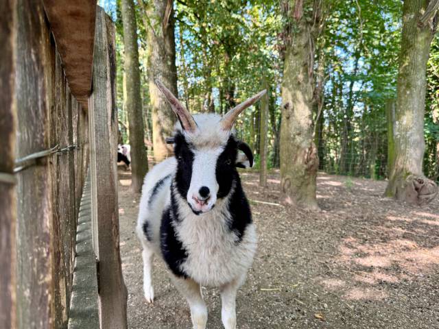 Tierpark Haag