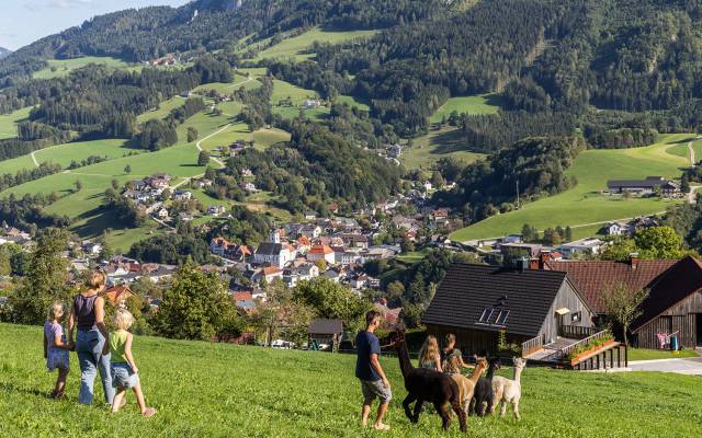 Alpaka Erlebnis in Ybbsitz