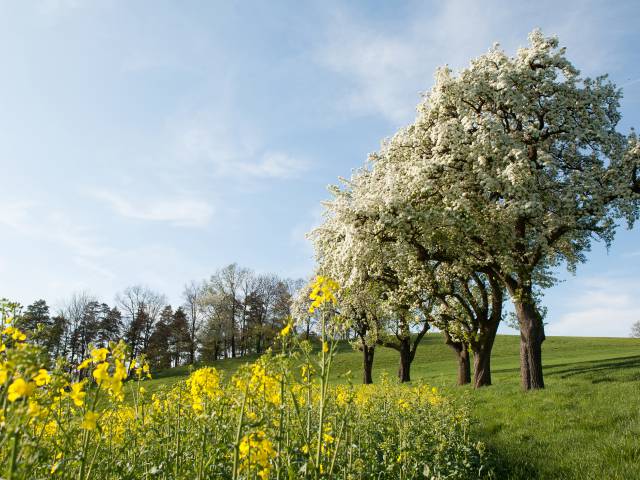 blooming pear trees in the Mostviertel