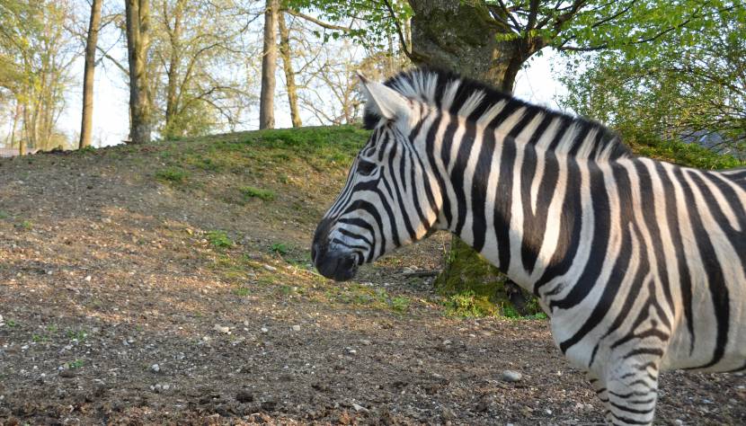 Zebra Tierpark