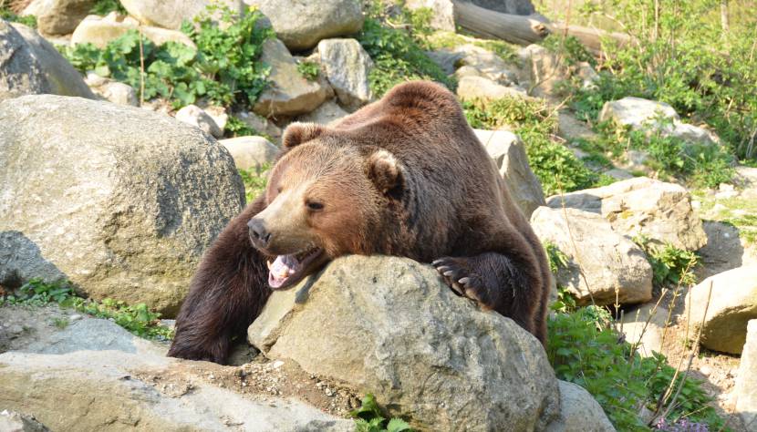 Braunbär Tierpark