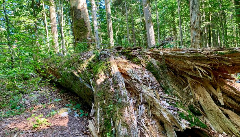 Wildnisgebiet Dürrenstein-Lassingtal