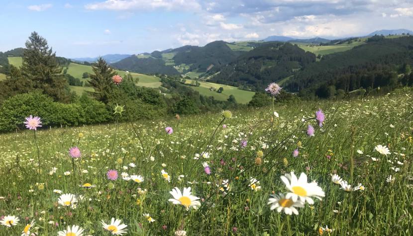 Panoramahöhenweg im Mostviertel