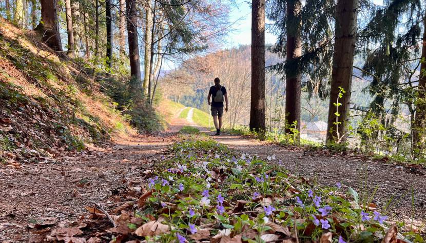 Der Rundwanderweg führt auch durch ein Waldstück