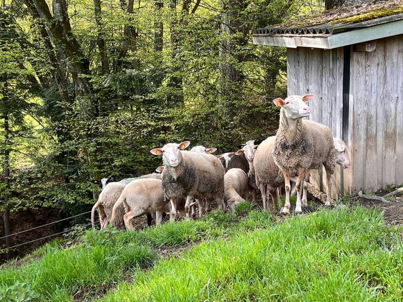 Die Schafe werden zweimal am Tag gemolken.
