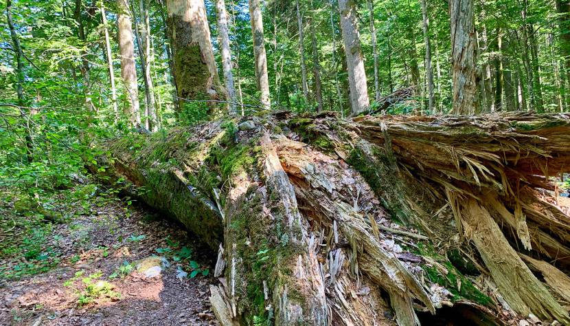 Wälder, die Geschichten erzählen