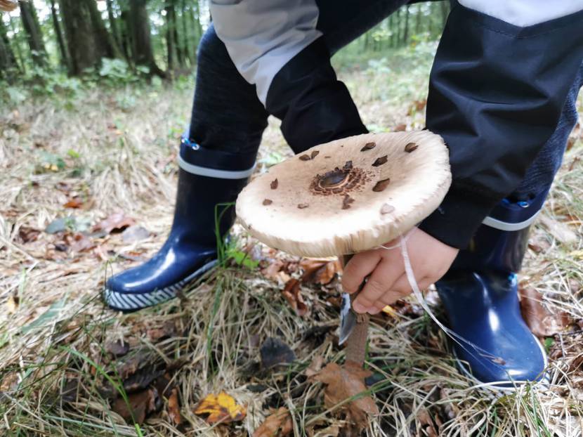 Frische Parasolernte