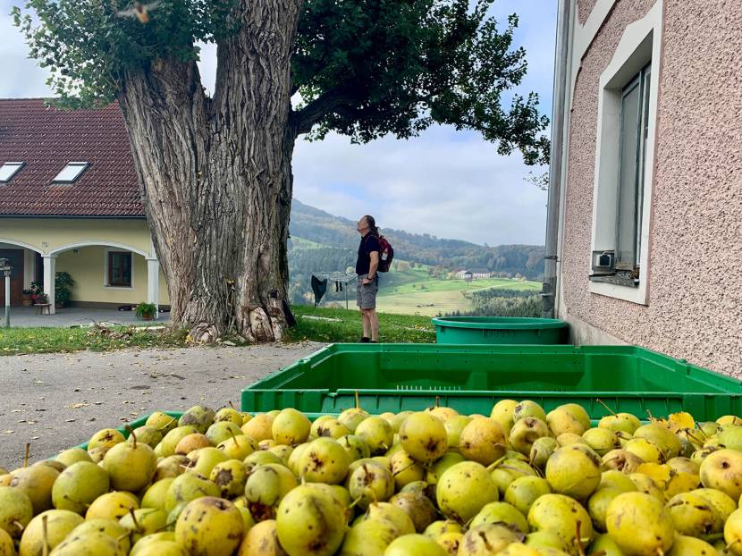 Johannes Scheiblauer bei einem Vierkanthof, Birnen sind im Vordergrund