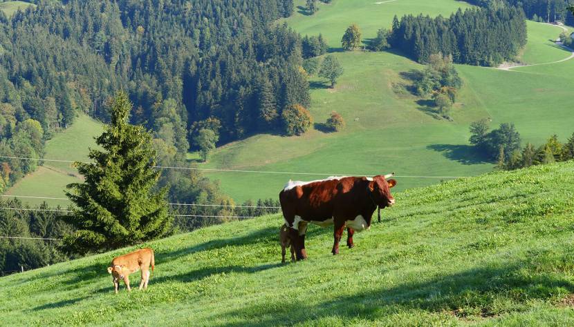 Nur keine Hektik - Wandern am Prochenberg