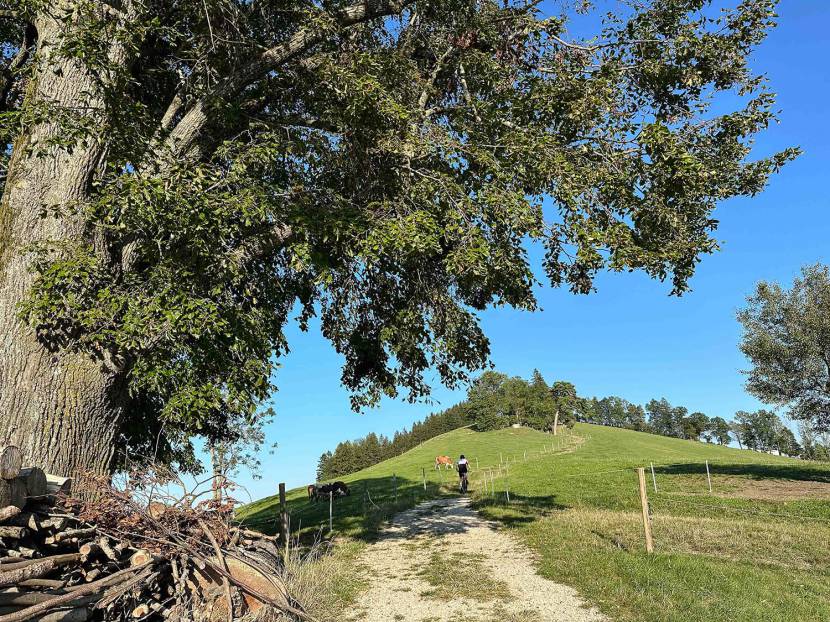 Auf zum Schobersberg: Mountainbiken mit spektakulärem Ausblick