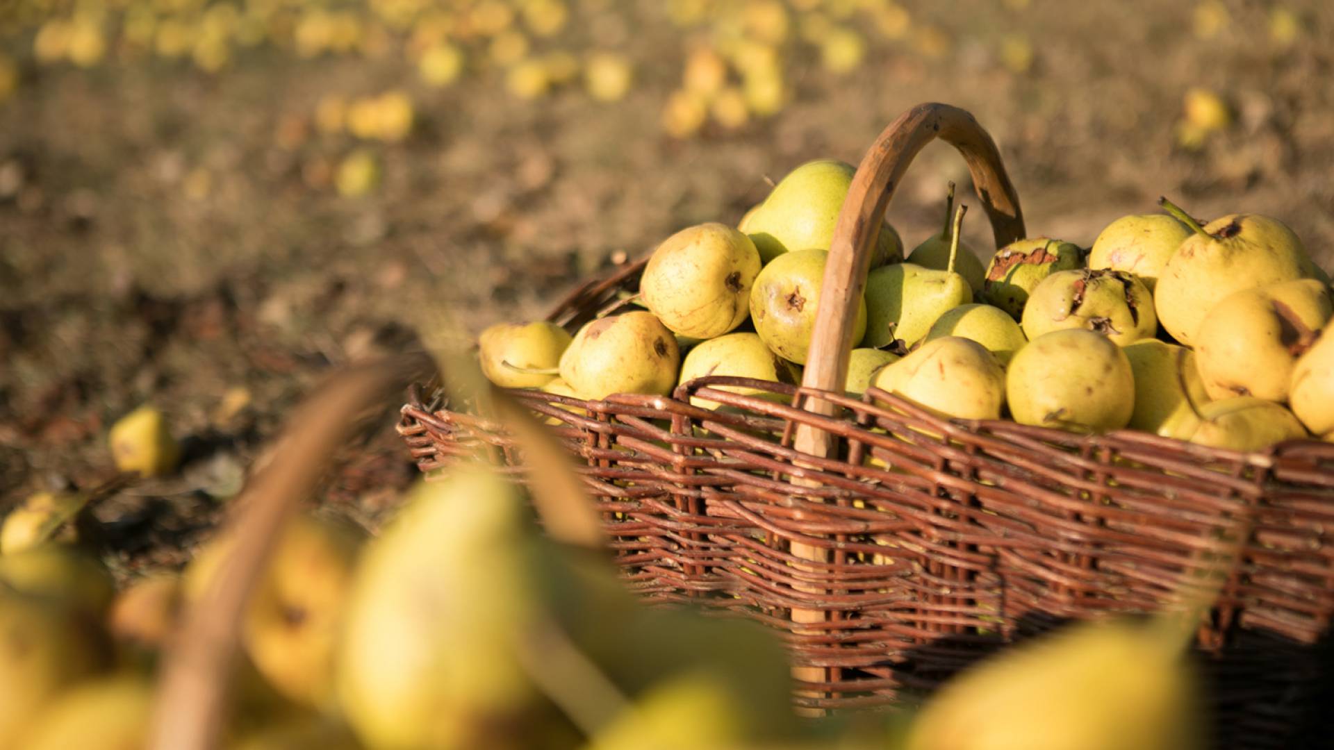pears in a basket