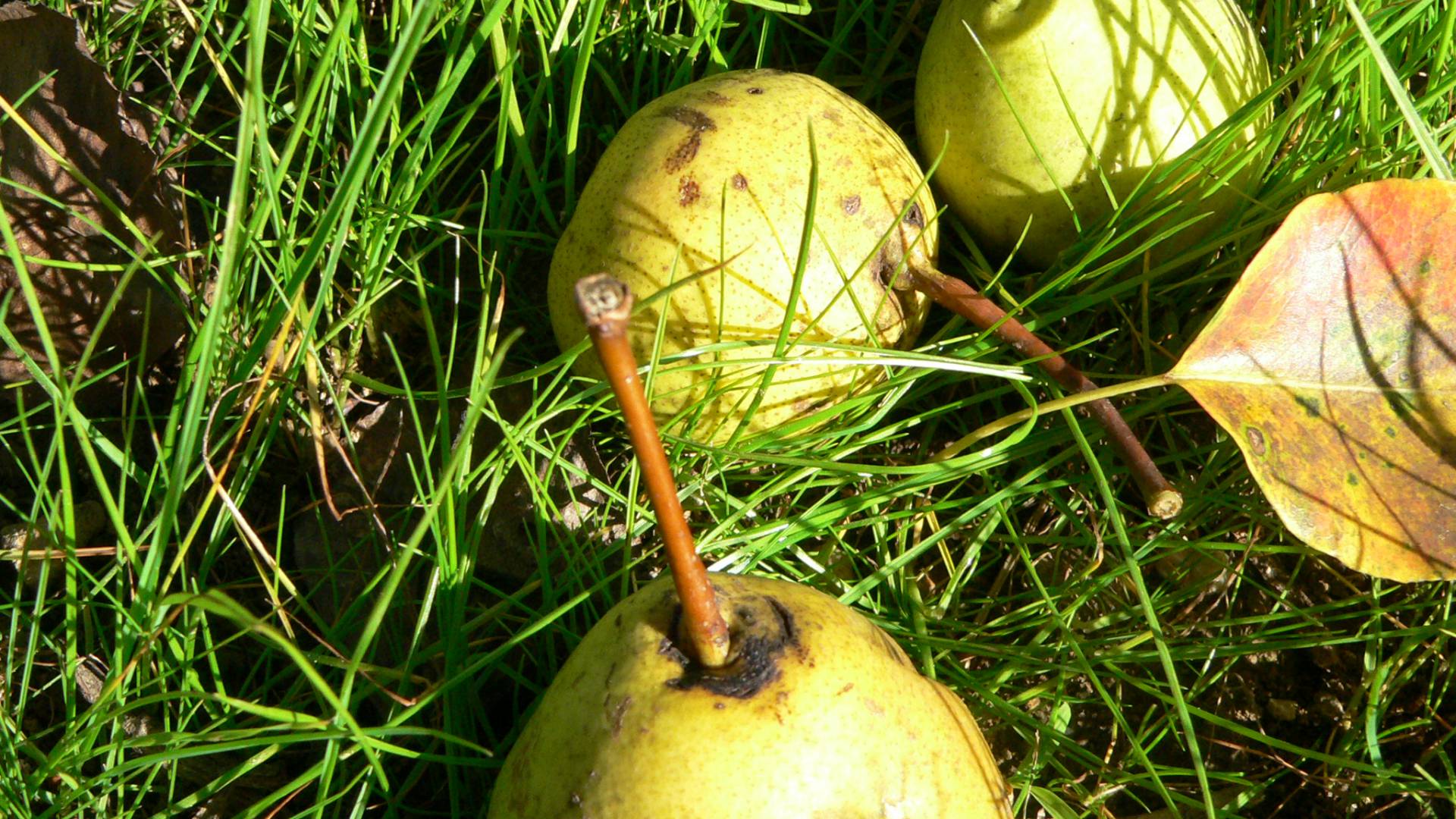 pears laying in the grass